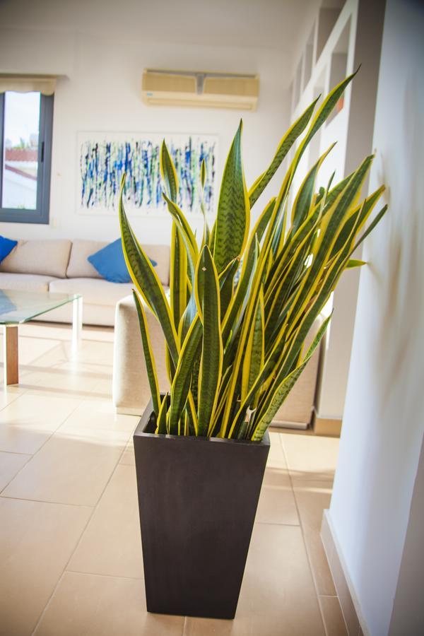 Villa Infinite Blu Paphos ภายนอก รูปภาพ